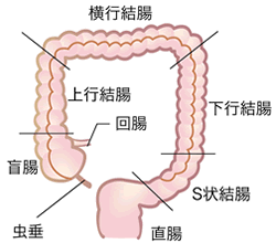 どのくらいのカルシウムdグルカレートを薄暗い状態で摂取する必要がありますか